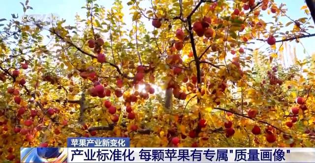 世界第一的中国苹果 来看看它们的“证件照”(图10)