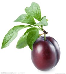 含水分和糖分较多的植物果实(图3)
