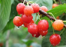 含水分和糖分较多的植物果实(图4)