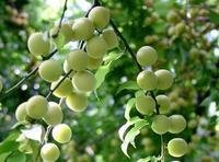 含水分和糖分较多的植物果实(图7)
