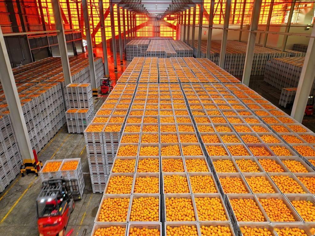 江西赣州：赣南脐橙喜获丰收 工人装运鲜果供销市场(图4)
