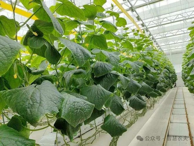 满满的科技感这样的农业才是未来的发展方向！(图4)