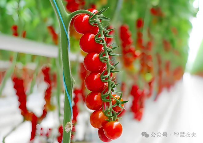 满满的科技感这样的农业才是未来的发展方向！(图9)