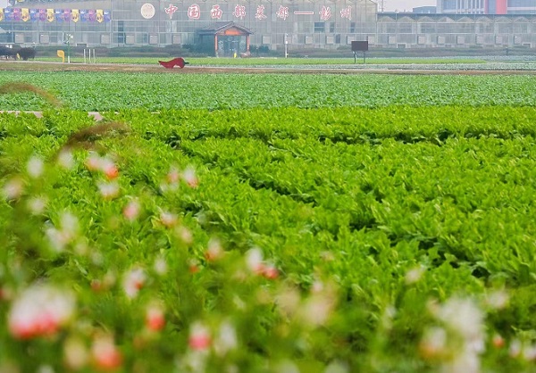 “好蔬菜从彭州出发”菜博会带领彭州蔬菜走向全球(图5)