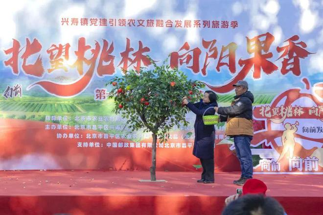 m6米乐官网昌平革命老区的苹果熟了！采摘攻略→(图3)