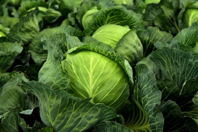 m6米乐平台冬季都有哪些常见的蔬菜？冬季适合种植什么蔬菜？(图3)