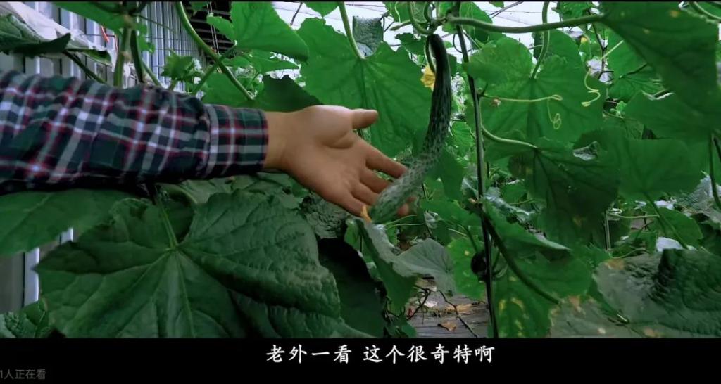 爱种菜的中国人正在海外创造新风口(图2)