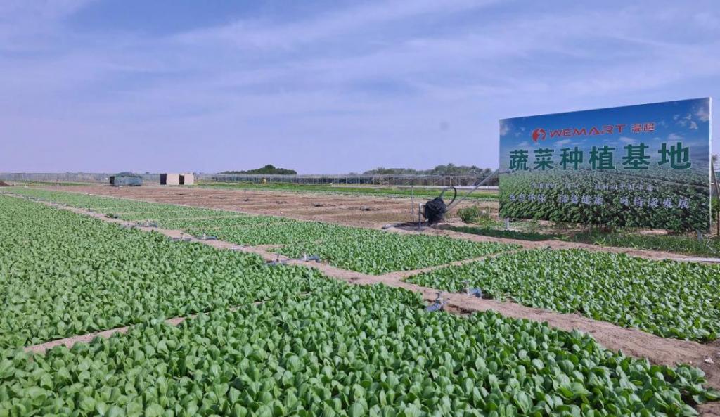 爱种菜的中国人正在海外创造新风口(图3)