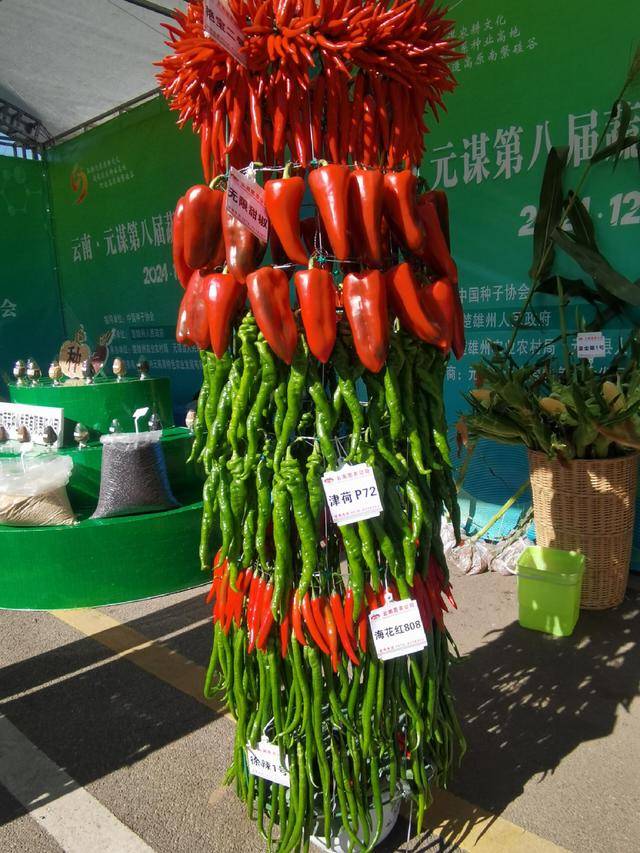 云南·元谋蔬菜种业博览会举行 琳琅满目的农产品让参观者大开眼界(图5)