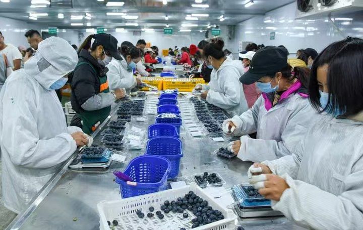 解码“中国新特产”丨新华深读(图12)