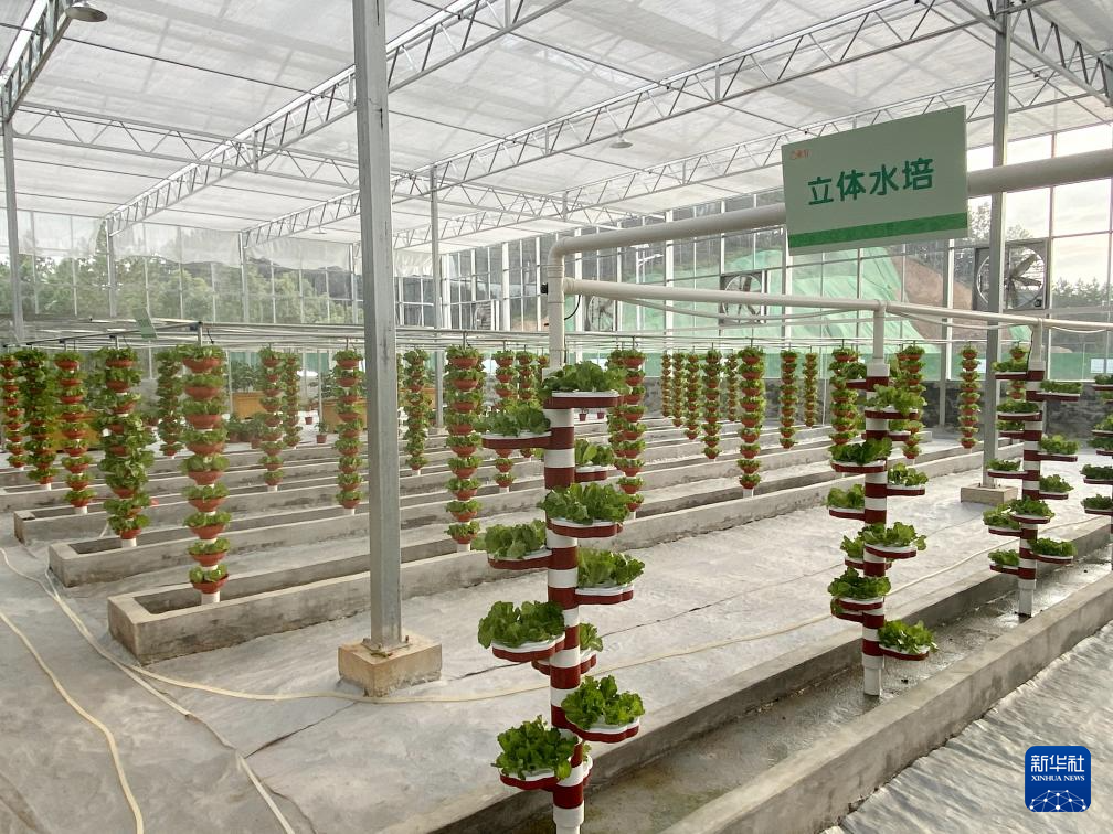 m6米乐网址湖南永州蔬菜产业发展观察(图4)