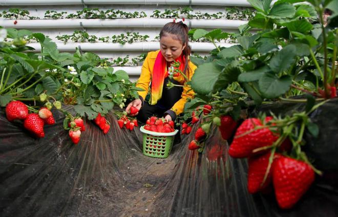抢“鲜”！昌平头茬草莓上市啦！(图2)