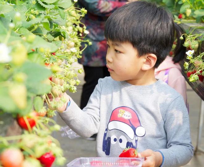 抢“鲜”！昌平头茬草莓上市啦！(图4)