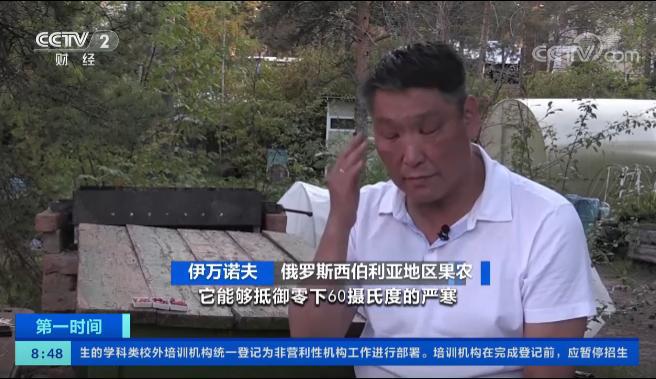 m6米乐官网西伯利亚果农种出“苹果”：能抵御-60℃严寒火柴盒装30个苹果(图4)