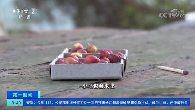 m6米乐官网西伯利亚果农种出“苹果”：能抵御-60℃严寒火柴盒装30个苹果(图7)