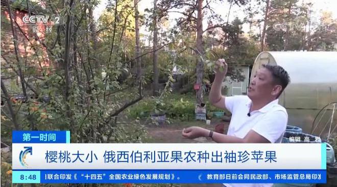 m6米乐官网西伯利亚果农种出“苹果”：能抵御-60℃严寒火柴盒装30个苹果(图3)