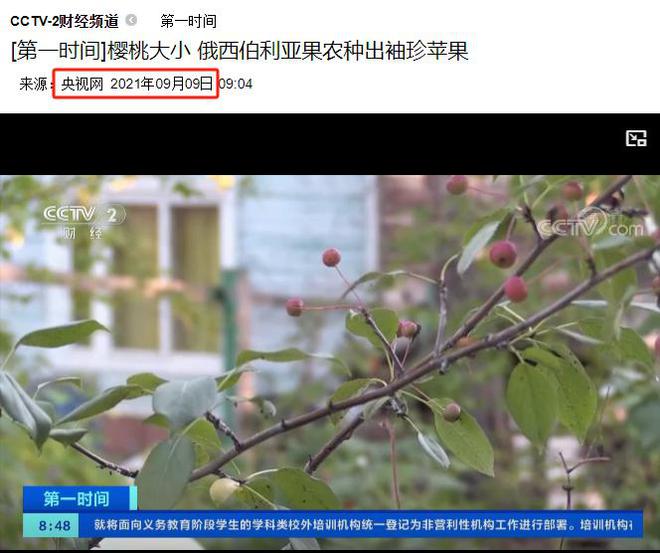 m6米乐官网西伯利亚果农种出“苹果”：能抵御-60℃严寒火柴盒装30个苹果(图5)