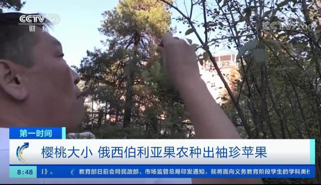 m6米乐官网西伯利亚果农种出“苹果”：能抵御-60℃严寒火柴盒装30个苹果(图9)