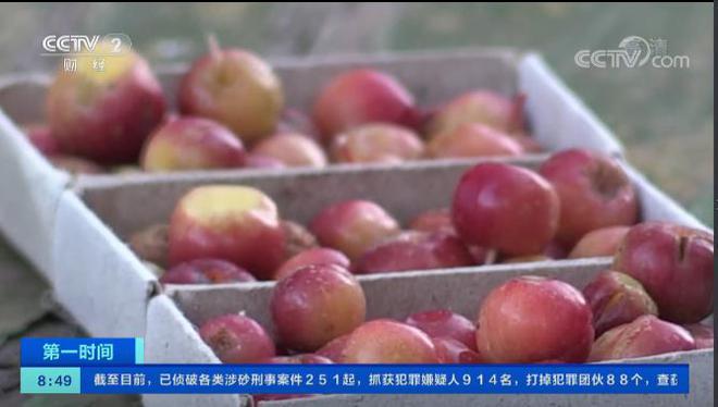 m6米乐官网西伯利亚果农种出“苹果”：能抵御-60℃严寒火柴盒装30个苹果(图12)
