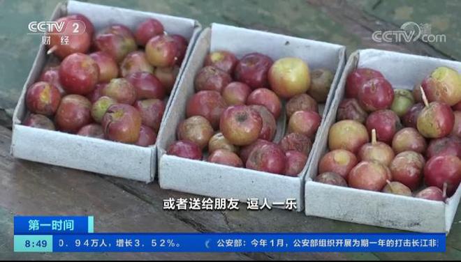 m6米乐官网西伯利亚果农种出“苹果”：能抵御-60℃严寒火柴盒装30个苹果(图14)