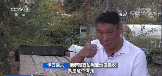 m6米乐官网西伯利亚果农种出“苹果”：能抵御-60℃严寒火柴盒装30个苹果(图13)