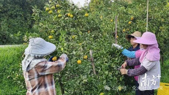 这款以“化州”命名的水果正清m6米乐平台甜上市“威水史”很多！(图2)