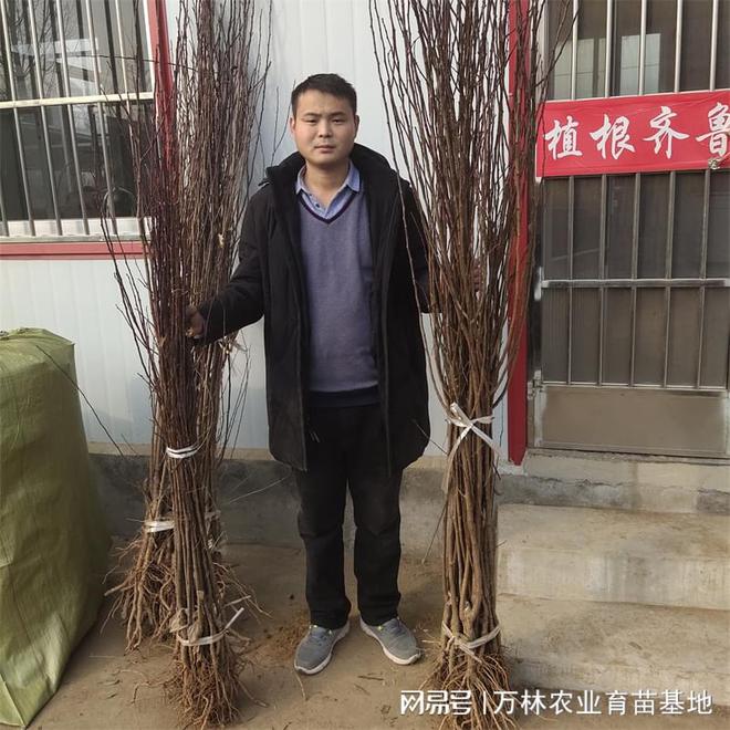 黄灯笼樱桃苗基地育苗优良品种介绍m6米乐官网(图2)