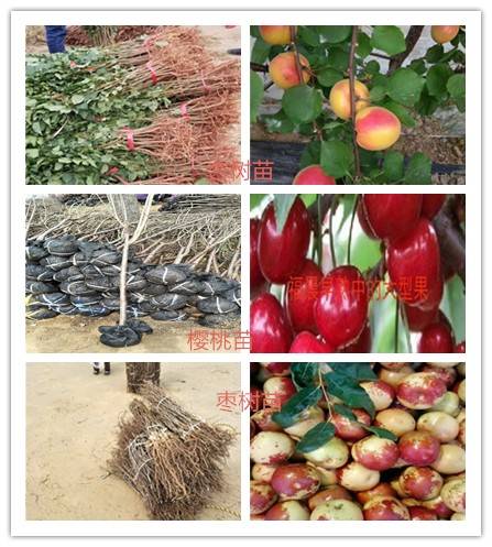 2年成熟金太阳杏树天花板品种推荐(图4)